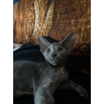 Ориентальный котенок