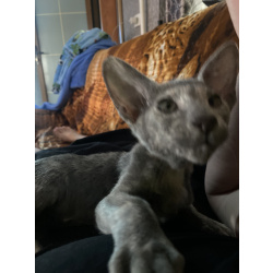 Ориентальный котенок
