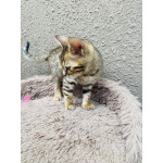 Бенгальские котята
