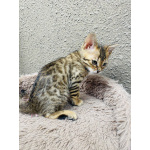 Бенгальские котята