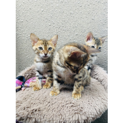 Бенгальские котята