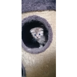 Чистокровные британские котята