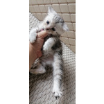 Чистокровные британские котята