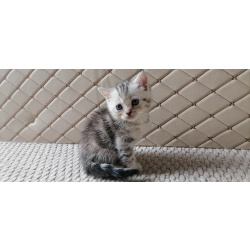 Чистокровные британские котята