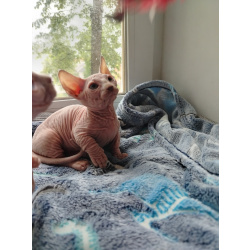 Котята породы Двельф