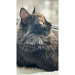 Кошечка Йоши в добрые руки