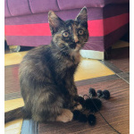 Котенок Алиса в добрые руки!