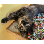 Котенок Алиса в добрые руки!