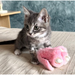 Мурчаливый котёнок Бантик в добрые руки