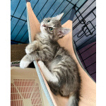 Мурчаливый котёнок Бантик в добрые руки
