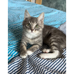 Мурчаливый котёнок Бантик в добрые руки