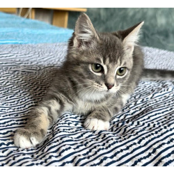 Мурчаливый котёнок Бантик в добрые руки