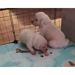 Щенки Золотистого ретривера