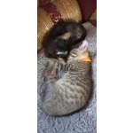 Котята - девочки ищут дом!