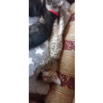 Котята - девочки ищут дом!