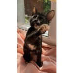 Котята - девочки ищут дом!