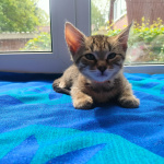 Котята - девочки ищут дом!