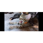 Котята - девочки ищут дом!