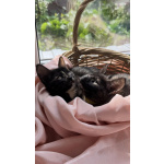 Котята - девочки ищут дом!