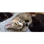Котята - девочки ищут дом!