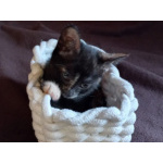 Котята - девочки ищут дом!