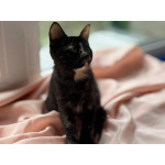 Котята - девочки ищут дом!