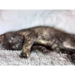Котята - девочки ищут дом!