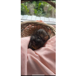 Котята - девочки ищут дом!