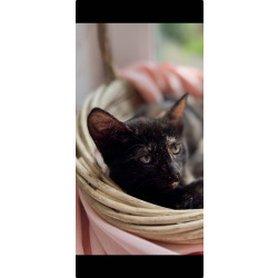 Котята - девочки ищут дом!