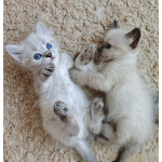 Котята