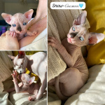 Котята Канадского Сфинкса