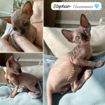 Котята Канадского Сфинкса
