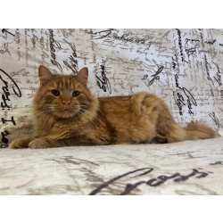 Рыжий кот Абрикос в добрые руки!