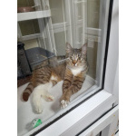 Котята-подростки ищут дом