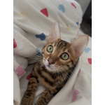 Бенгальский кот Кортес