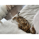 Бенгальский кот Кортес
