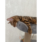 Бенгальский кот Кортес