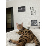 Бенгальский кот Кортес