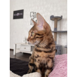 Бенгальский кот Кортес