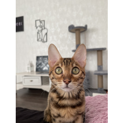 Бенгальский кот Кортес