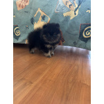 Померанский шпиц девочка Киара