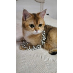 Котятки породы британская золотая шиншилла