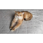 Котятки породы британская золотая шиншилла