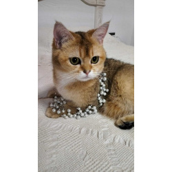 Котятки породы британская золотая шиншилла
