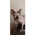 Котята канадского сфинкса