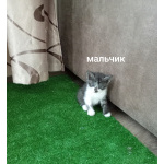 Отдам котят