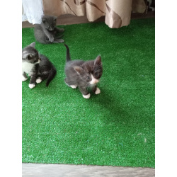 Отдам котят