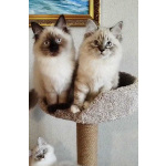 Невские маскарадные котята