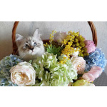 Невские маскарадные котята