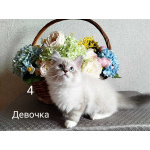 Невские маскарадные котята